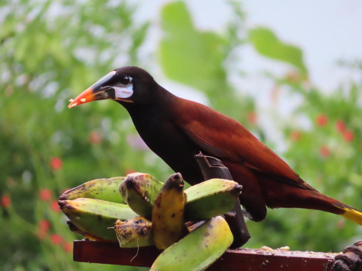 Tilarán La Ceiba Tree Lodge מראה חיצוני תמונה