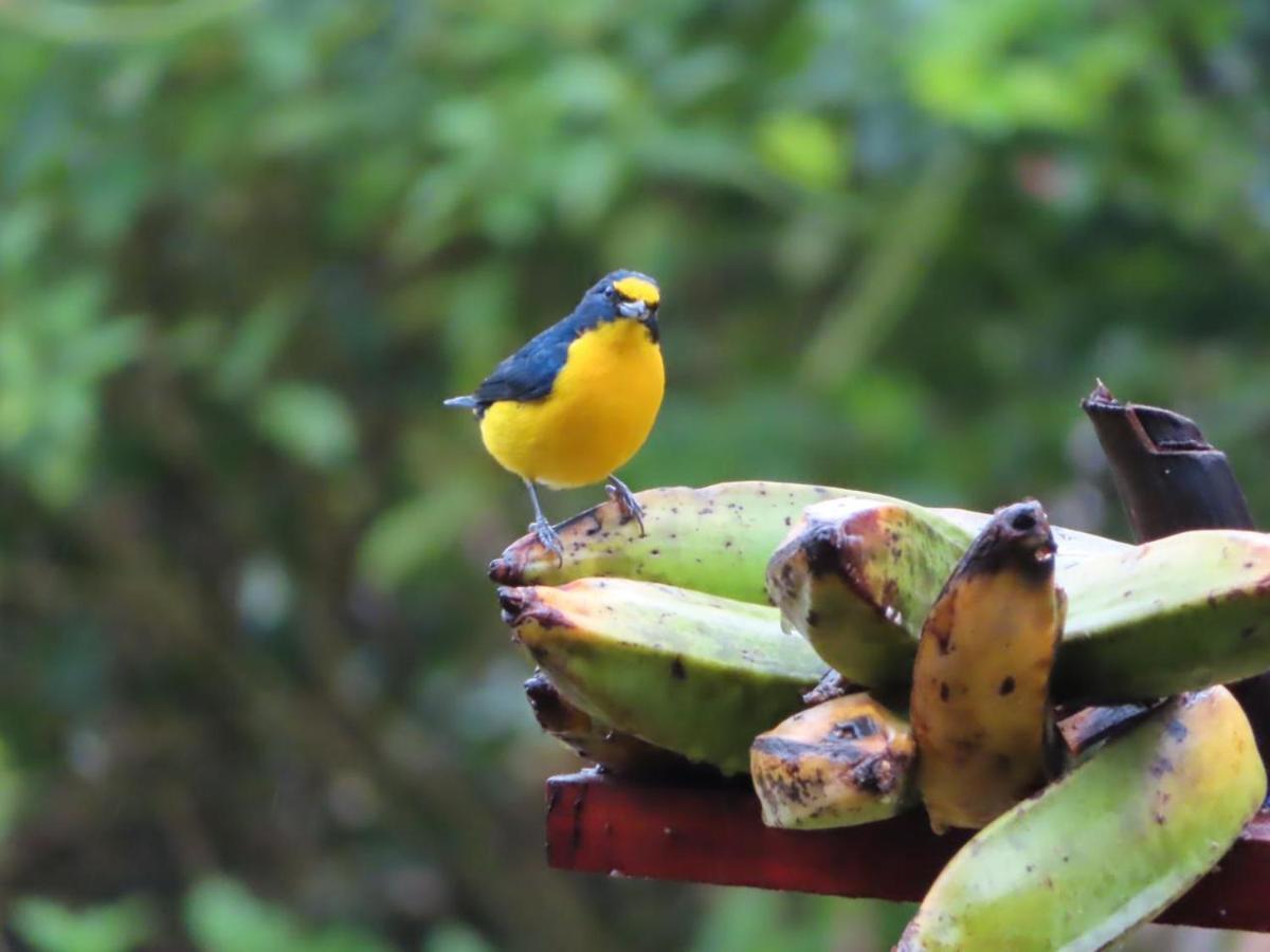 Tilarán La Ceiba Tree Lodge מראה חיצוני תמונה