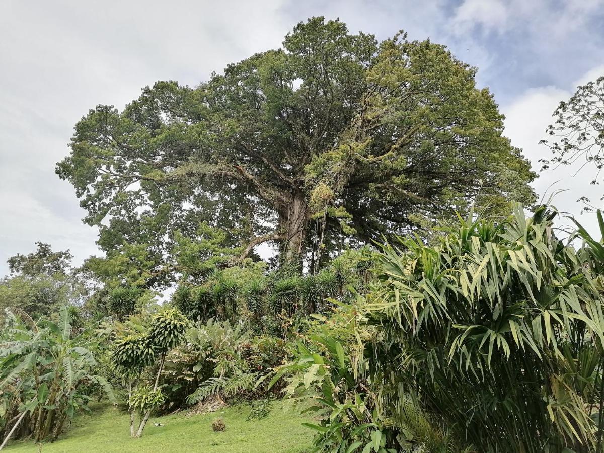 Tilarán La Ceiba Tree Lodge מראה חיצוני תמונה