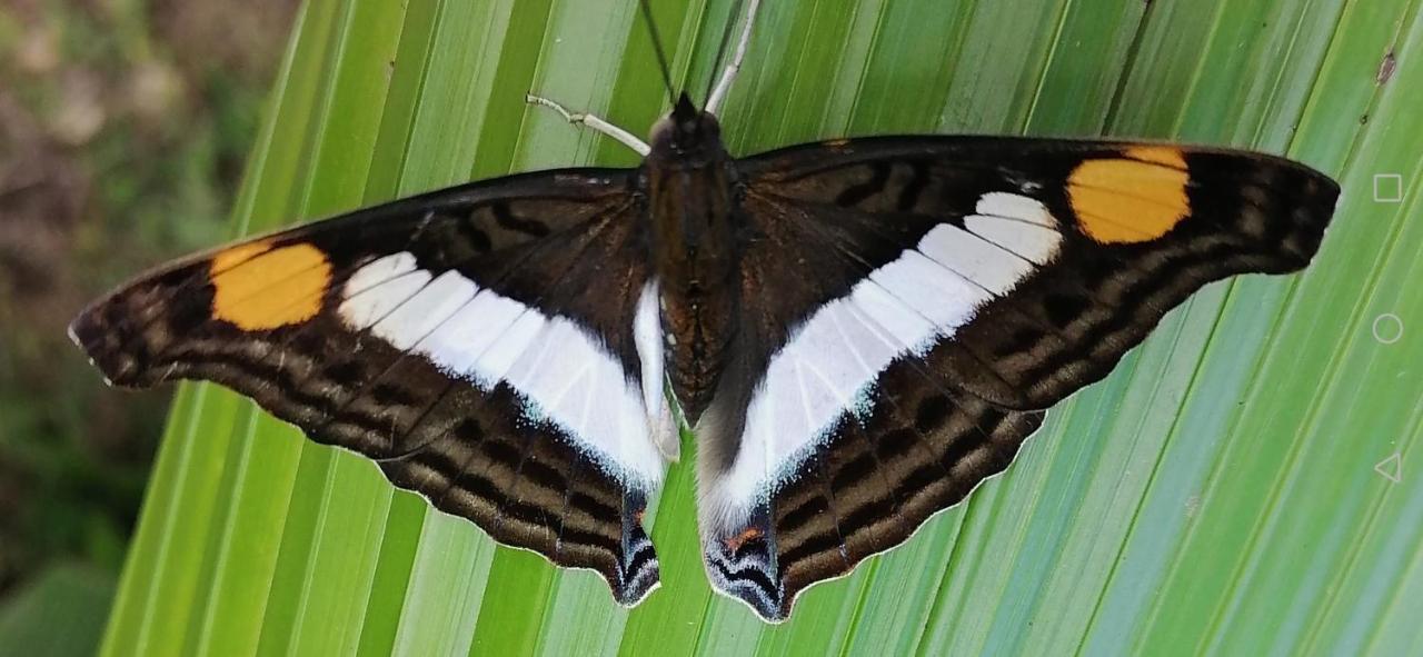 Tilarán La Ceiba Tree Lodge מראה חיצוני תמונה