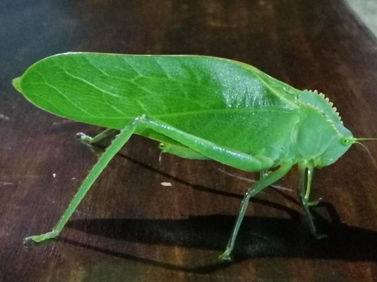 Tilarán La Ceiba Tree Lodge מראה חיצוני תמונה