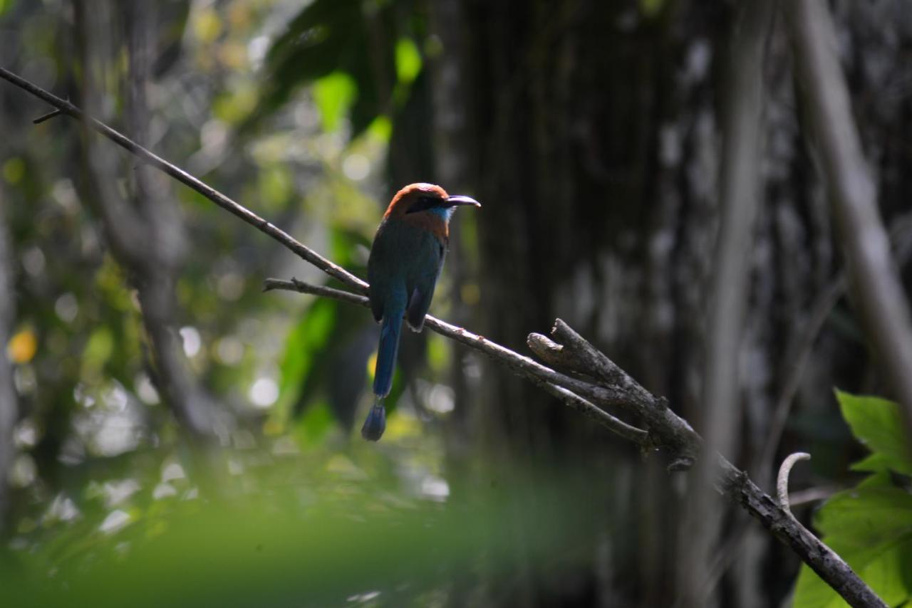 Tilarán La Ceiba Tree Lodge מראה חיצוני תמונה
