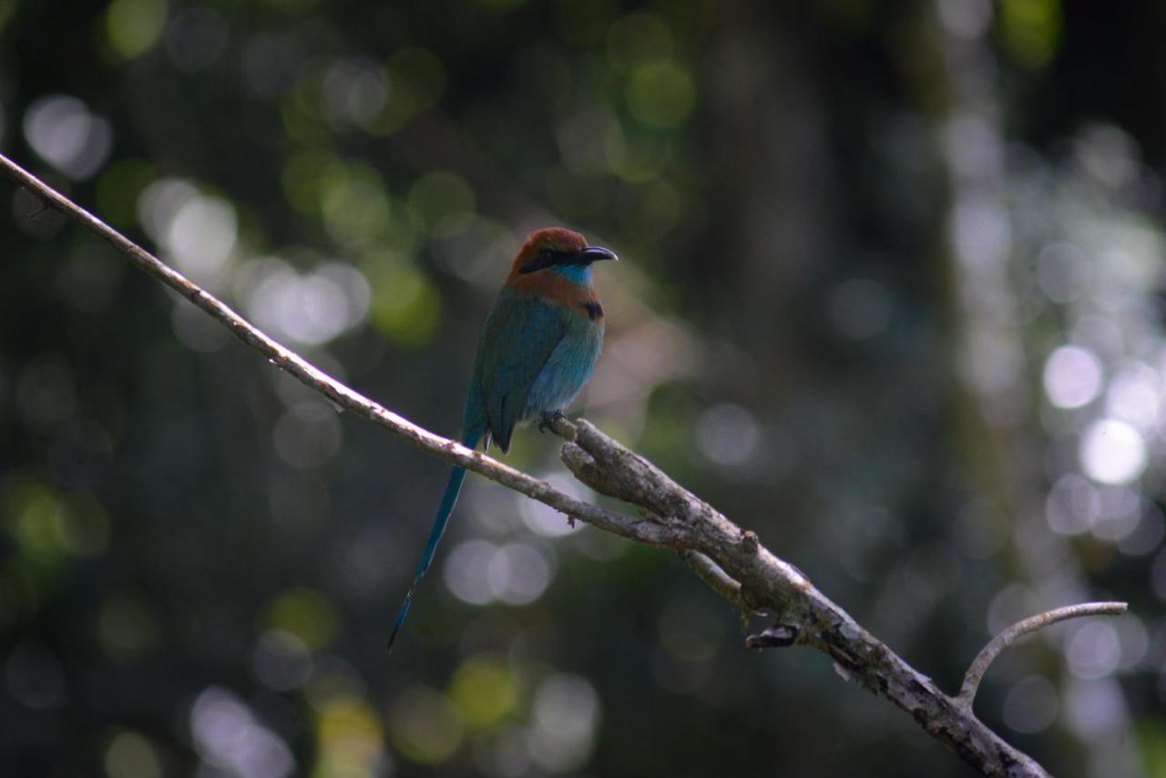 Tilarán La Ceiba Tree Lodge מראה חיצוני תמונה