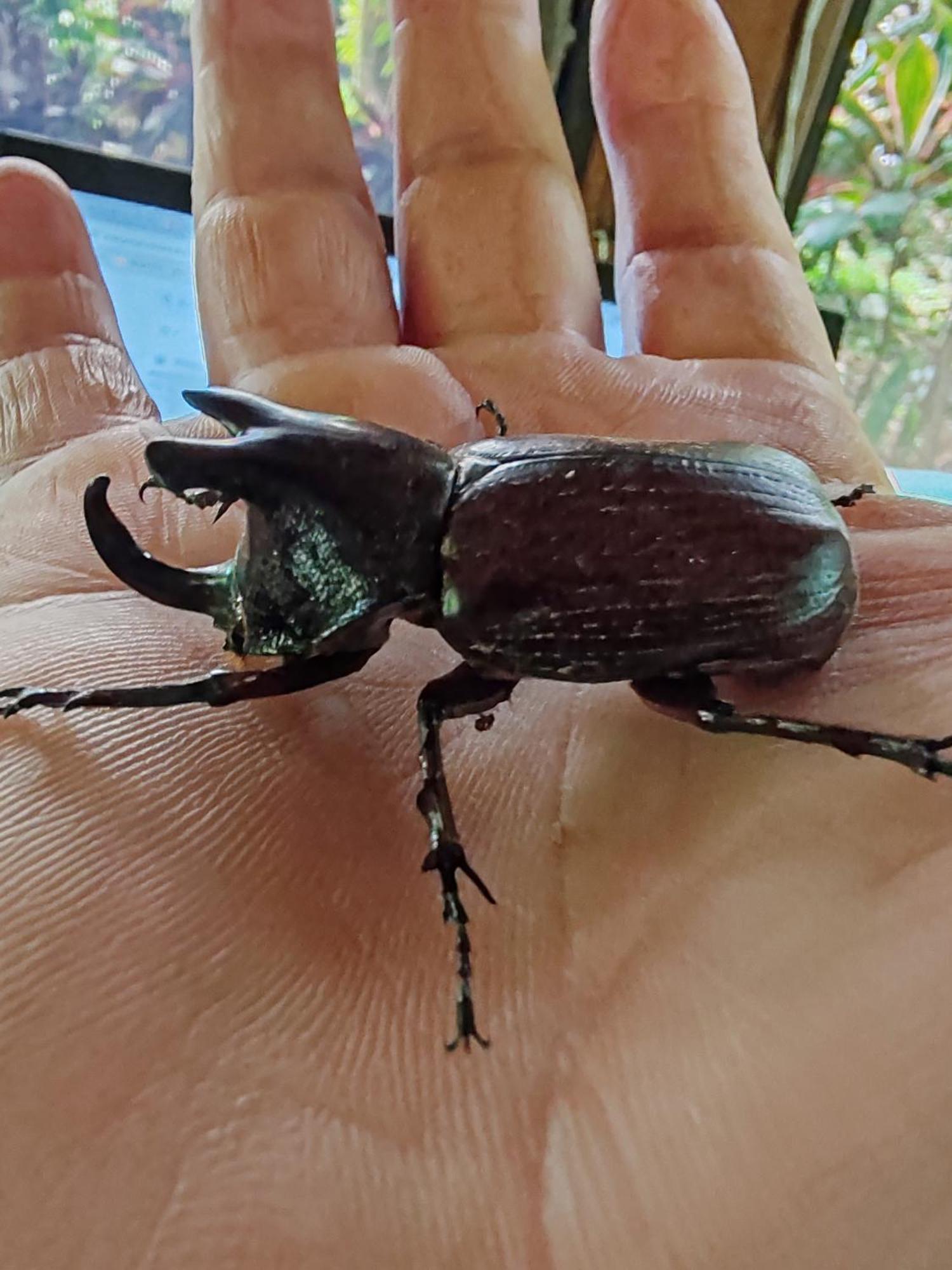 Tilarán La Ceiba Tree Lodge מראה חיצוני תמונה