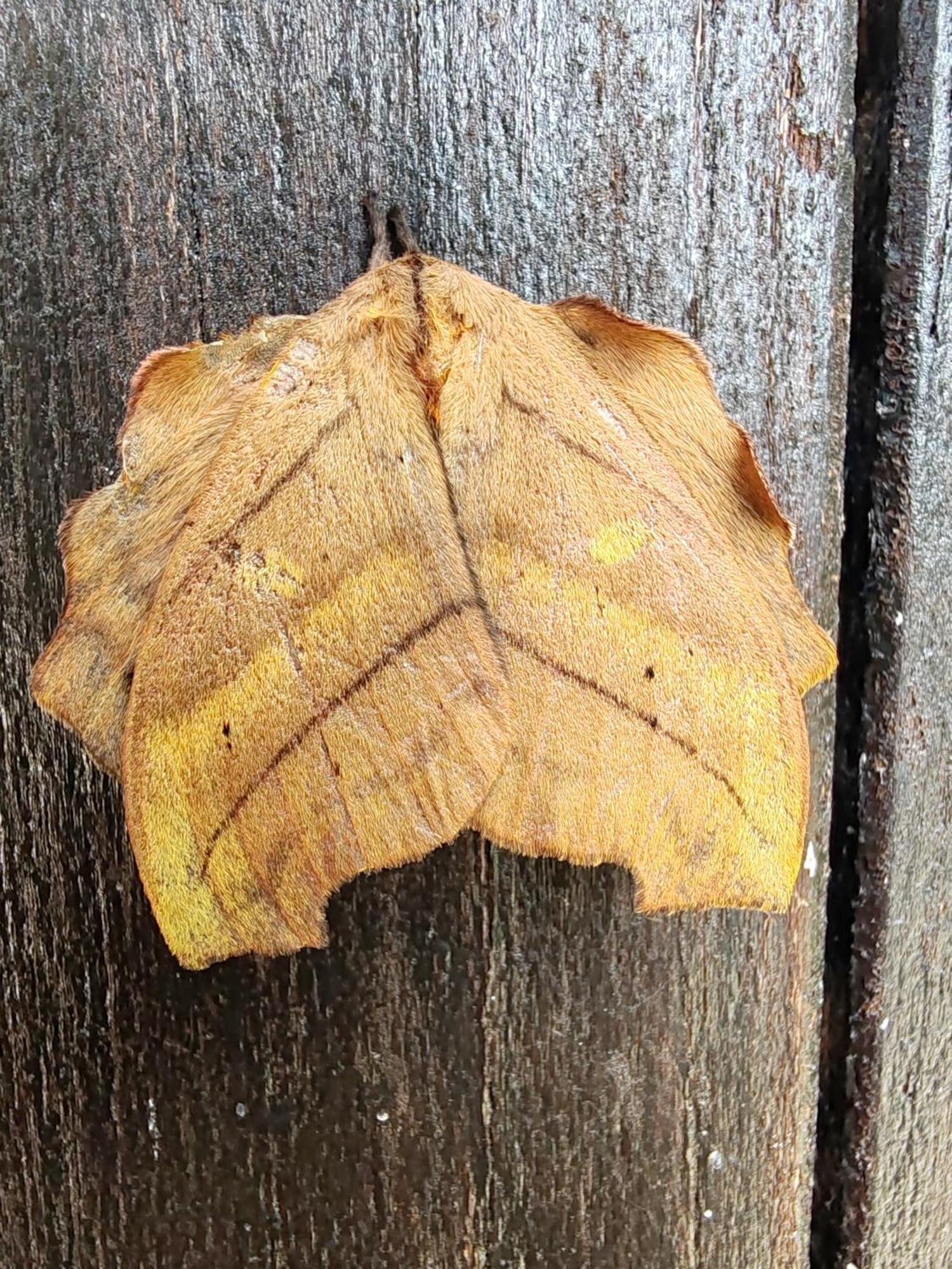 Tilarán La Ceiba Tree Lodge מראה חיצוני תמונה